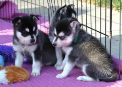 Absolutely Darling Siberian Husky Puppies