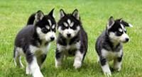 Siberian Husky Puppies For Adoption(xxx) xxx-xxx0