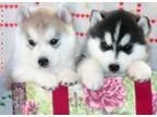 Beautiful Siberian Husky Puppies (xxx) xxx-xxx0