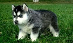 ghhytr Siberian Huskies Puppies Available