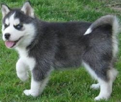 Blue And Brown Eyed Snow White Husky Puppies