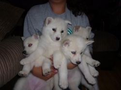 Cute Blue And Brown Eyed Snow White Husky Puppies