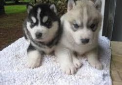 Siberian Husky Puppies For Sale xxxxxxxxxx