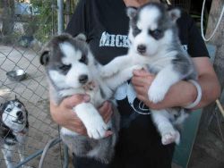 Siberian Husky Puppies (xxx) xxx-xxx0