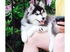 Siberian Husky Puppies Ready(xxx) xxx-xxx0