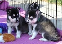 Healthy Siberian Husky Puppies(xxx) xxx-xxx0