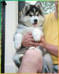 Top Quality Siberian Husky Pupc .(xxx) xxx-xxx1