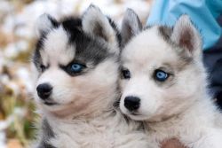 Awesome siberian husky puppies