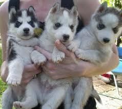 Siberian husky puppies for free Adoption
