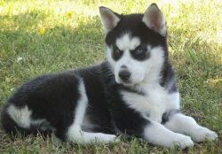 male siberian husky pup for new home