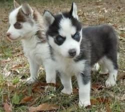 Siberian Husky Puppies Available (xxx) xxx-xxx8
