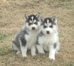 Akc Pure Breed Siberian Husky Puppies(xxx)xxx-xxxx