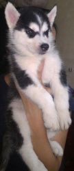 Siberian husky available for show homes