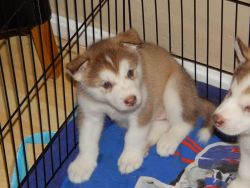 Top Quality Blue Eyes Siberian Husky Puppies..