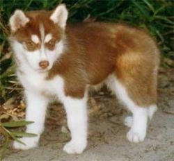 Perfect Outstanding Siberian Husky Puppies