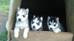 Sweet Siberian Husky Pups (xxx)xxx-xxxx