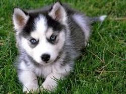AKC blue eyes Siberian husky puppies for