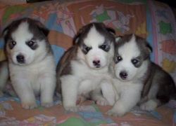 Excellent siberian huskies puppies available