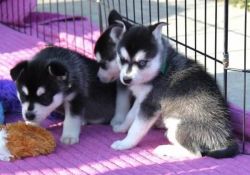 Home Trained Siberian Huskies for adoption