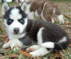 Outstanding Blue Eyes Siberian Husky(xxx)xxx-xxxx
