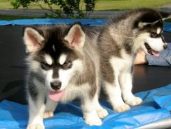 Two Fantastic Siberian Husky Puppies Available