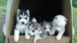 # wow siberian husky puppies for rehoming