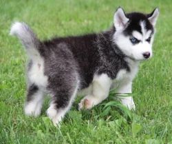 Siberian Husky Puppies For Re-homing xxx-xxx-xxxx