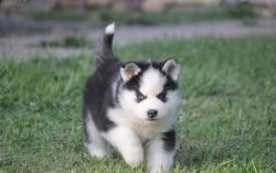 Beautiful Litter X-mas Siberian Husky Puppies