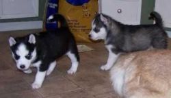 Lovely male and female husky pups
