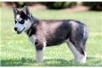 Quality male and female husky pups