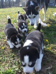 Special Siberian Husky Puppies(xxx) xxx-xxx8