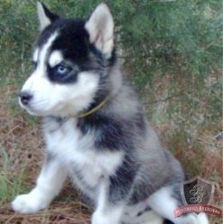 Available husky puppies
