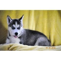 Available and Gorgeous Siberian husky Puppies