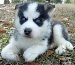 Straight Up Blue Eyes Siberian Husky Puppies