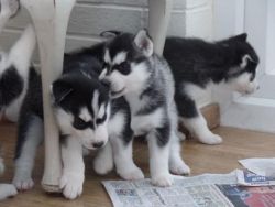 Siberian Husky Puppies Akc Registered