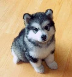 male siberian husky puppy available