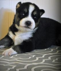 ghxgf Siberian Husky Puppies for Sale