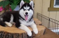 ycfgj Siberian Husky Puppies for Sale