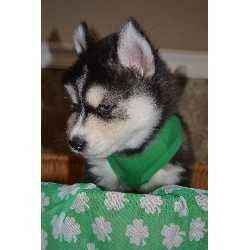 Husky Puppies For Adoption (xxx) xxx-xxx6