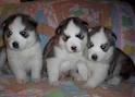 Three Siberian Husky Puppies For Free Adoption