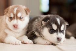 Male and female Siberian husky puppies available.