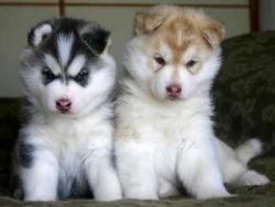 Well Trained Siberian Husky puppies for adoption