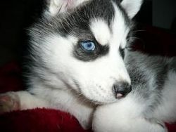 Amazing blue eye siberian husky puppy