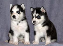 Cute Blue eyes siberian husky puppies