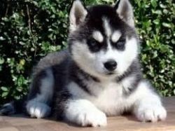 Pure Bred Siberian Husky Pups(xxx) xxx-xxx0
