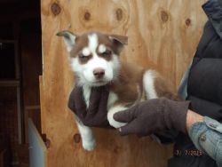 Cute Siberian Husky Pups Available(xxx) xxx-xxx4