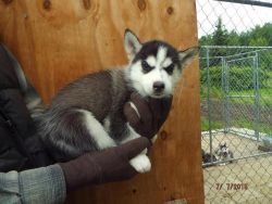Siberian Husky Pups Available(xxx) xxx-xxx4