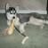 cute male husky puppies avialable