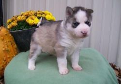 Siberian husky pups for sale