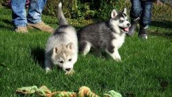Black & White Siberian Husky Pups